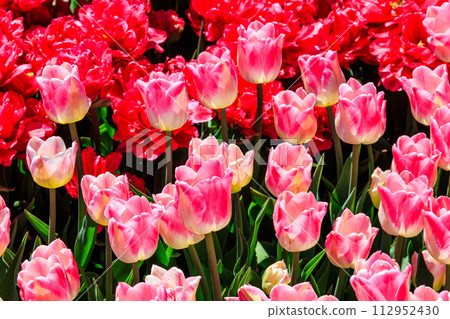 Flowerbed of pink tulips in the park at spring 112952430
