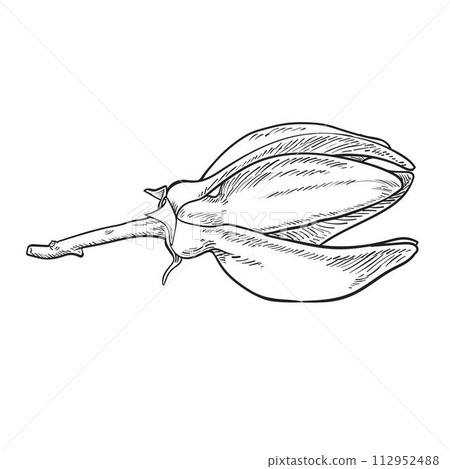 Ilang ilang sketch Ilang ilang sketch 112952488