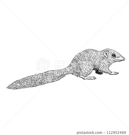 Treeshrew drawing 112952489