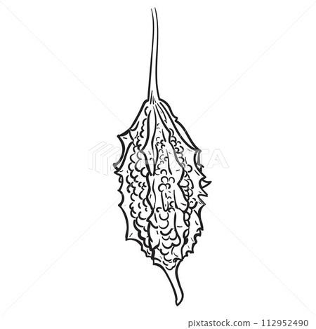 Line drawing of Bitter gourd. 112952490