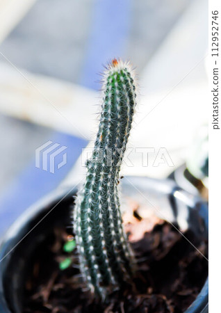 Echinopsis sp or Soehrensia angelesiae R Kiesling schlumpb or cactus , ERIOCEREUS Harrisia jusbertii or cactus or Fairytale castle or Cereus peruvianus 112952746