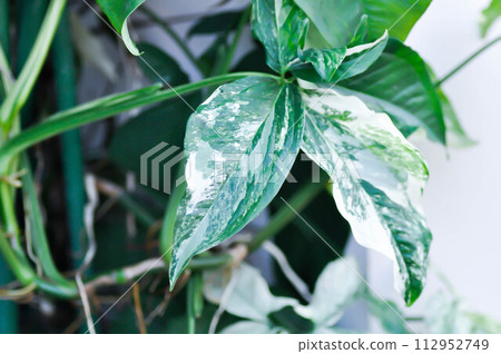 Syngonium podophyllum, Arrowhead Vine or Goosefoot Plant or Araceae Syngonium podophyllum, Arrowhead Vine or Goosefoot Plant or Araceae 112952749