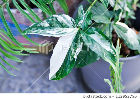 Syngonium podophyllum, Arrowhead Vine or Goosefoot Plant or Araceae Syngonium podophyllum, Arrowhead Vine or Goosefoot Plant or Araceae 112952750