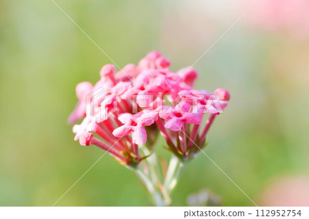 Panama Rose ,Arachnothryx leucophylla Panama Rose ,Arachnothryx leucophylla 112952754