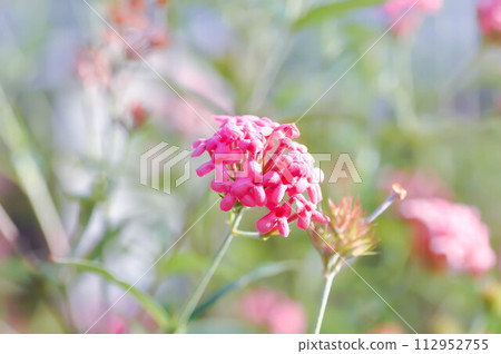 Panama Rose ,Arachnothryx leucophylla Panama Rose ,Arachnothryx leucophylla 112952755