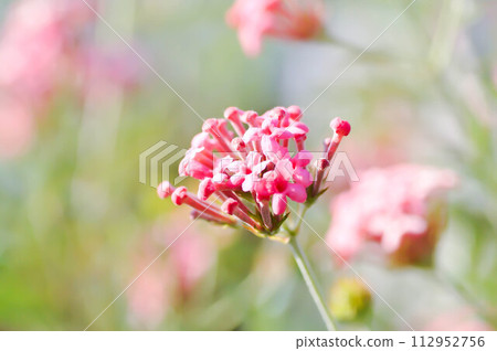 Panama Rose ,Arachnothryx leucophylla Panama Rose ,Arachnothryx leucophylla 112952756