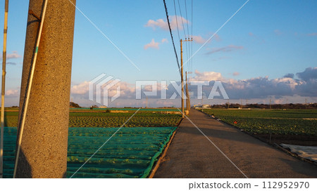 The sky and telephone poles spread out over the radish field The sky and telephone poles spread out over the radish field 112952970