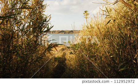 Bush path and sea illuminated by the setting sun Bush path and sea illuminated by the setting sun 112952972