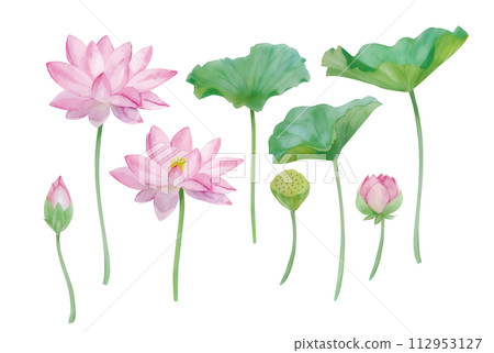 水彩畫蓮花的插圖 112953127