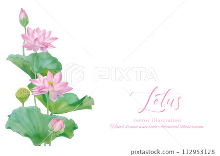Illustration decorated with lotus flowers on a white background 112953128