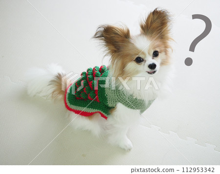 狗狗穿衣服的時候打個問號? 狗狗穿衣服的時候打個問號? 112953342