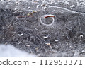 Snow melting brook 112953371