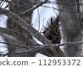 Squirrel on the branch 112953372