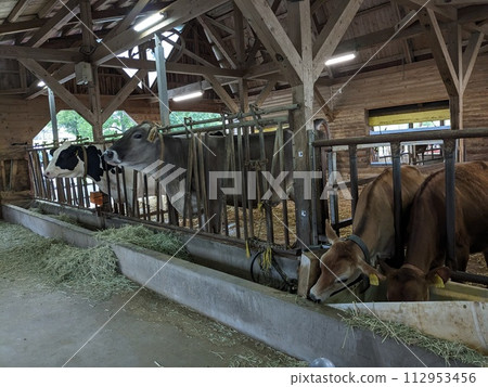Aso Milk Farm where you can interact with cute animals Aso Milk Farm where you can interact with cute animals 112953456