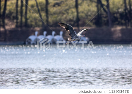 Flying gray heron 112953478