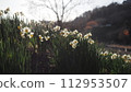 Narcissus 112953507