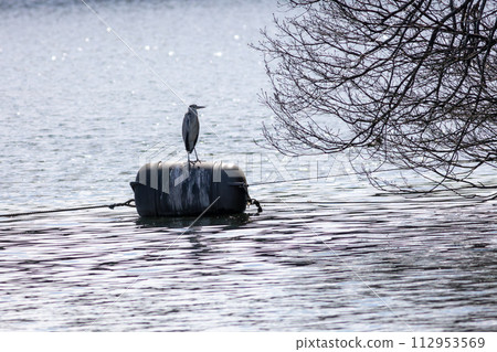 Ao-sama standing on the waterside Ao-sama standing on the waterside 112953569