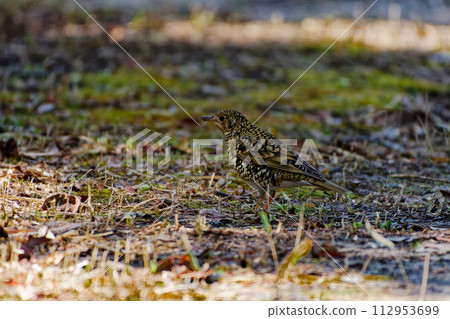 餵食最大的畫眉物種－畫眉科 112953699
