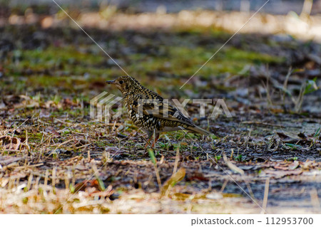 餵食最大的畫眉物種－畫眉科 112953700