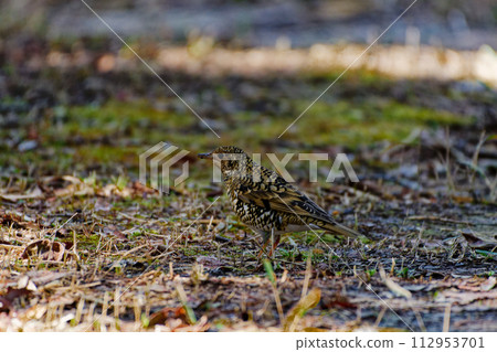 餵食最大的畫眉物種－畫眉科 112953701