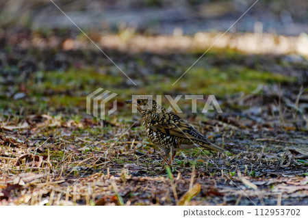 餵食最大的畫眉物種－畫眉科 112953702