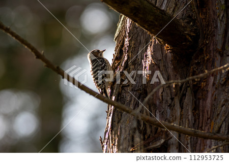 Pygmy woodpecker walking on a tree trunk 112953725