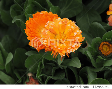 Landscape with calendula 112953930