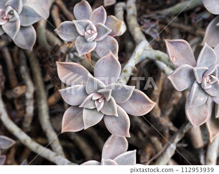 多肉植物「墮月」的風景 112953939