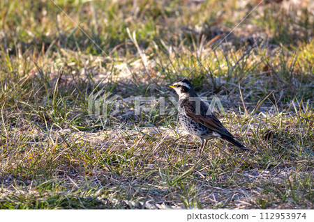 g在地上行走 112953974