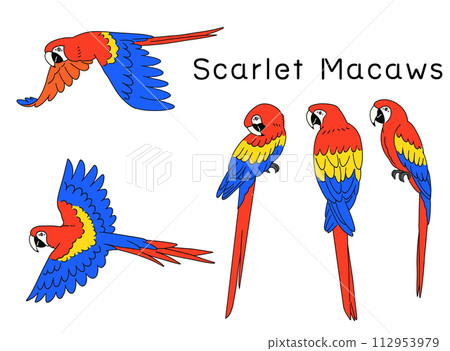 Hand drawn red macaw illustration material set Hand drawn red macaw illustration material set 112953979
