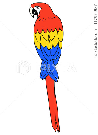 Hand drawn red macaw illustration material 112953987