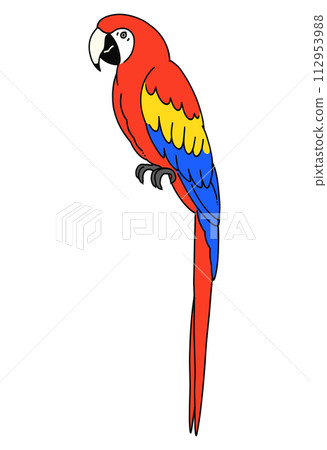 手繪紅金剛鸚鵡插畫素材 手繪紅金剛鸚鵡插畫素材 112953988