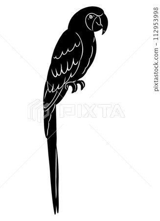 hand drawn macaw silhouette material 112953998