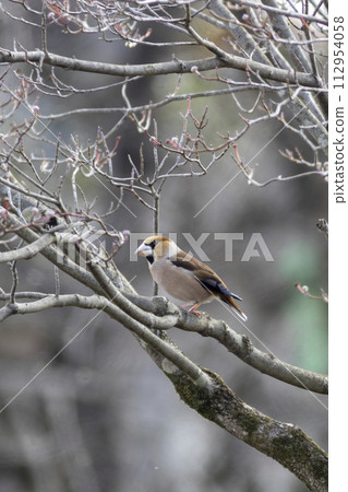 Shime perching on a branch 112954058