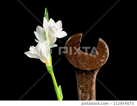 Old rusty metal tool and white freesia on a black background 112954073