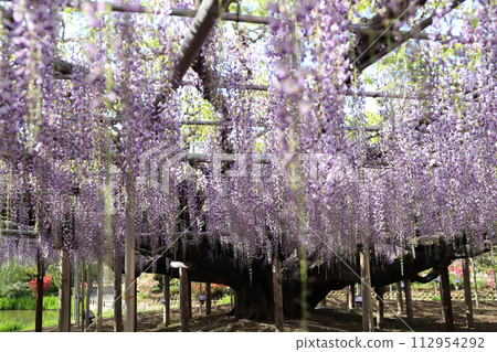  Wisteria flowers 112954292