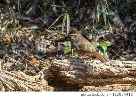 住在赤城山南麓的黑白加比喬 住在赤城山南麓的黑白加比喬 112954418