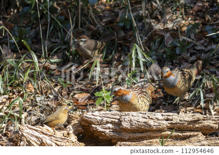 A pair of black-and-white swans, a white-spotted swan, and a red-winged swan 112954646