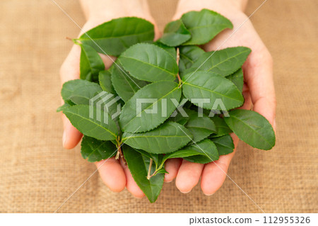 Woman's hand holding raw green tea leaves Woman's hand holding raw green tea leaves 112955326