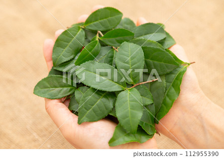 拿著未加工的綠茶葉的婦女手 拿著未加工的綠茶葉的婦女手 112955390
