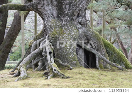 Kenrokuen Garden The powerful roots of Negami pine Kenrokuen Garden The powerful roots of Negami pine 112955564
