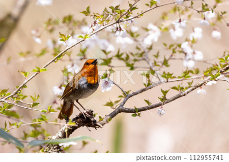A chirping robin with wild cherry blossoms in the background that evokes the feeling of spring. 112955741