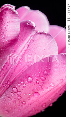 close-up Bright pink tulip with drops on a black background. Concept of spring, holiday, spring blossom close-up Bright pink tulip with drops on a black background. Concept of spring, holiday, spring blossom 112955757