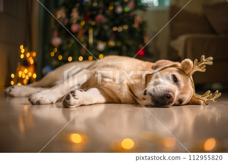 cute funny Labrador dog with deer horns on the background of a Christmas tree. christmas lights, christmas greeting card 112955820
