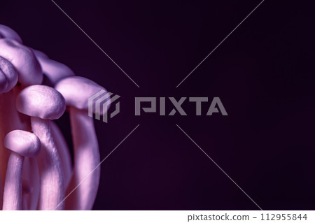 Closeup of a bunch of shimeji mushrooms on black background, with selective focus, shimiji mushrooms, superfood, a type of delicious oyster mushroom, healthy food, with copy space 112955844