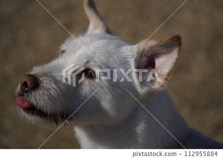 The face of an excited white puppy coming out to play in the parklay in the park The face of an excited white puppy coming out to play in the parklay in the park 112955884
