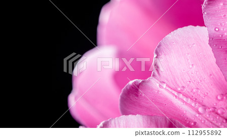 close-up Bright pink tulip with drops on a black background. Concept of spring, holiday, spring blossom close-up Bright pink tulip with drops on a black background. Concept of spring, holiday, spring blossom 112955892