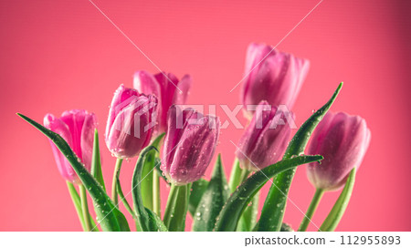 Bright pink tulips on a pink background. Concept of spring, holiday, spring blossom Bright pink tulips on a pink background. Concept of spring, holiday, spring blossom 112955893