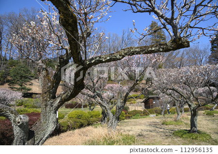 Meirin Ike park plum forest 112956135
