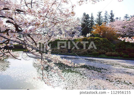 Cherry blossoms in full bloom, Hanaikada, Matsugasaki Park, Sakura, Yoshino cherry blossoms 112956155